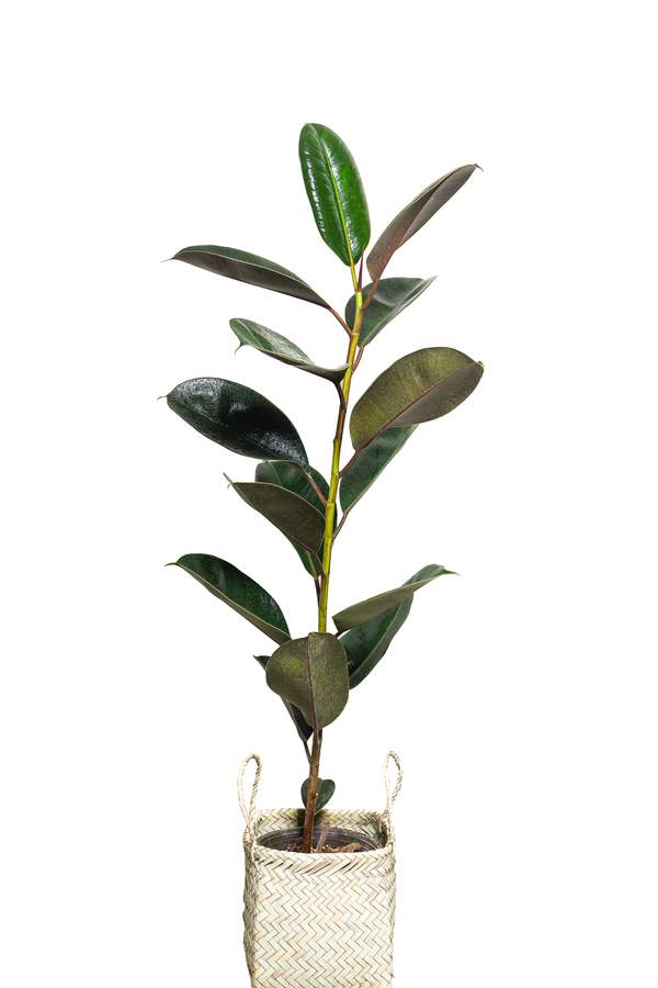 نمونه کار صنعتی و زمینه سفید
