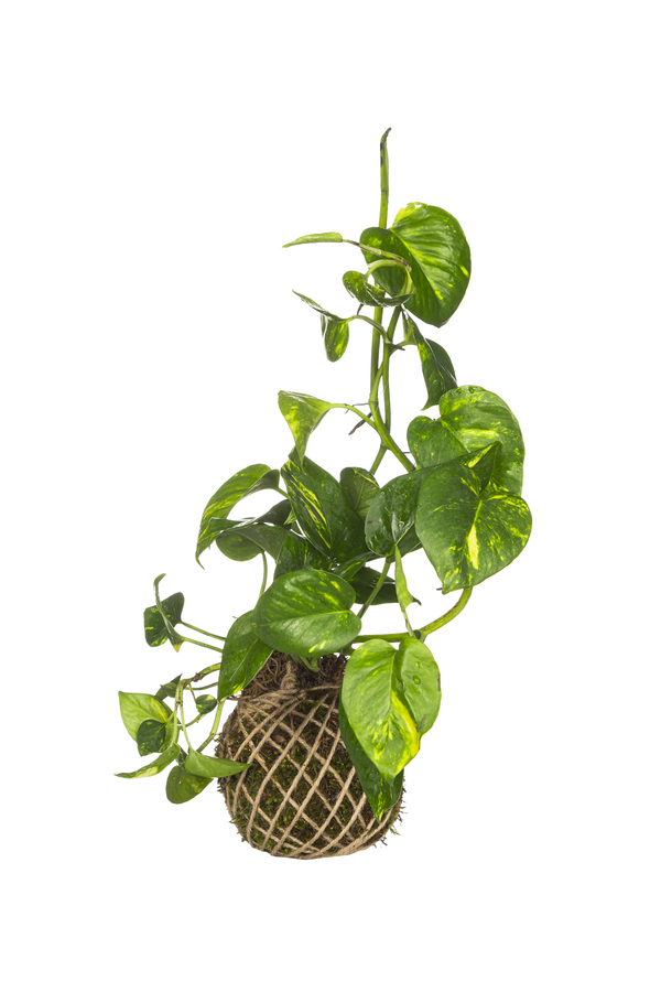 نمونه کار صنعتی و زمینه سفید
