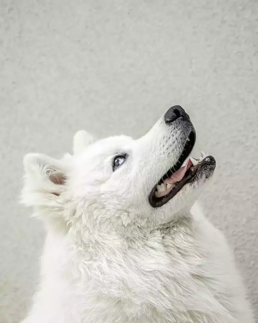 نمونه کار عکاسی حیوانات خانگی توسط عسگری که در تاریخ 1400-02-07 ** سه‌شنبه  **  ساعت 09:48PM بارگذاری شده است.