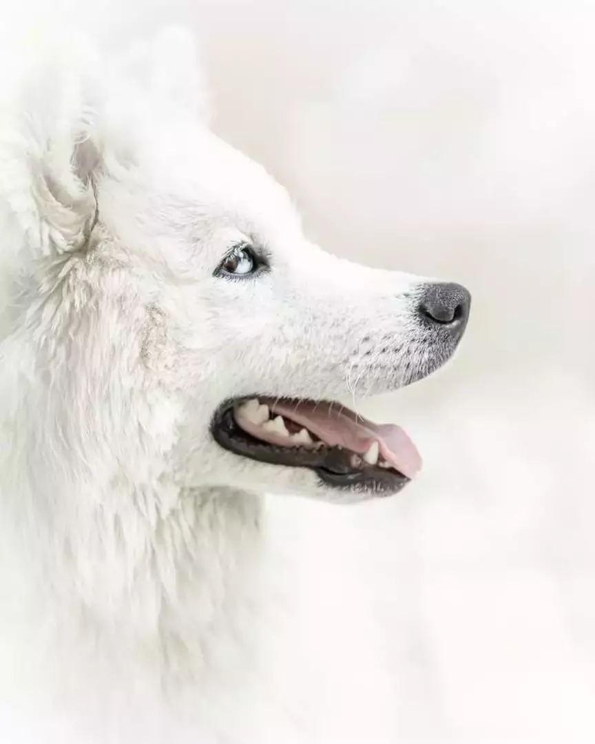 نمونه کار عکاسی حیوانات خانگی توسط عسگری که در تاریخ 1400-02-07 ** سه‌شنبه  **  ساعت 09:50PM بارگذاری شده است.