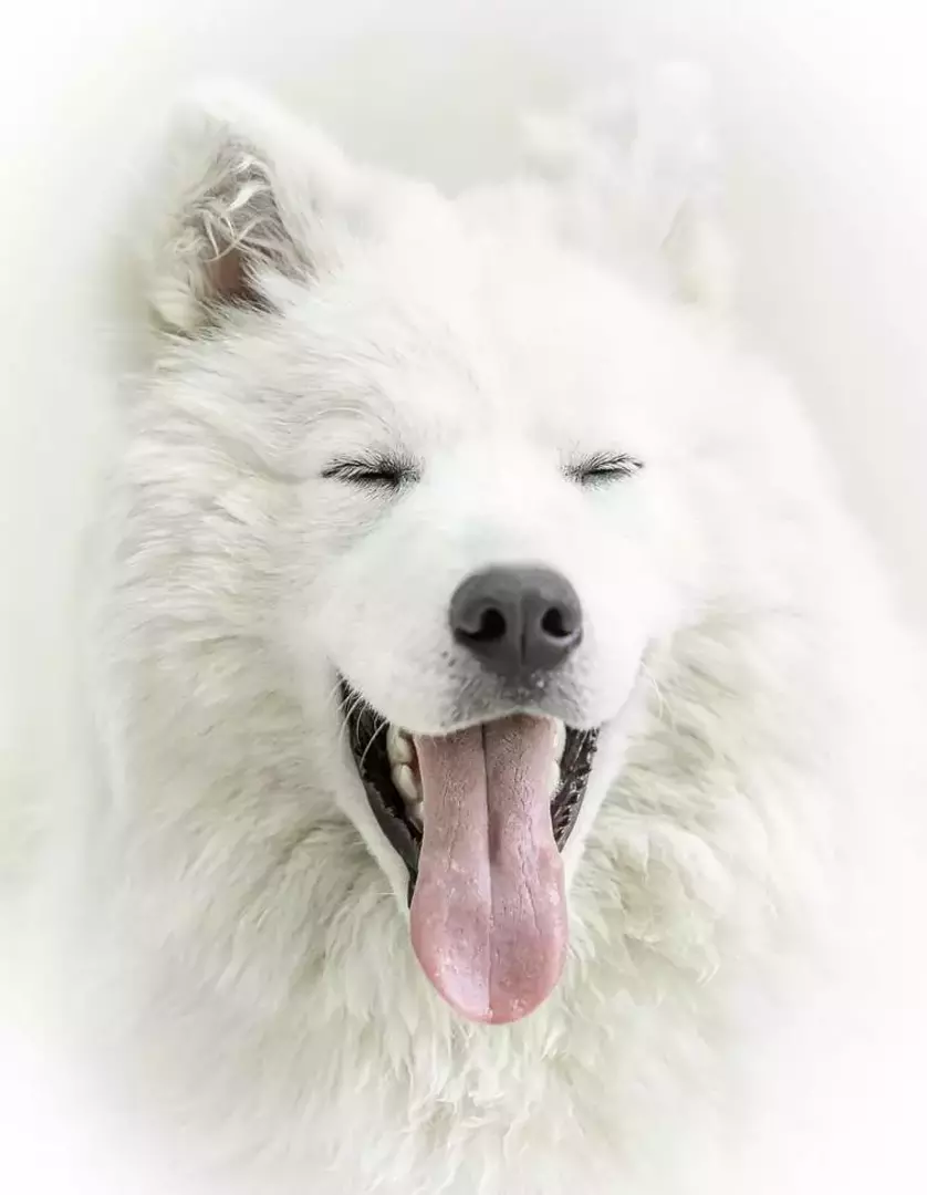 نمونه کار عکاسی حیوانات خانگی توسط عسگری که در تاریخ 1400-02-07 ** سه‌شنبه  **  ساعت 09:51PM بارگذاری شده است.