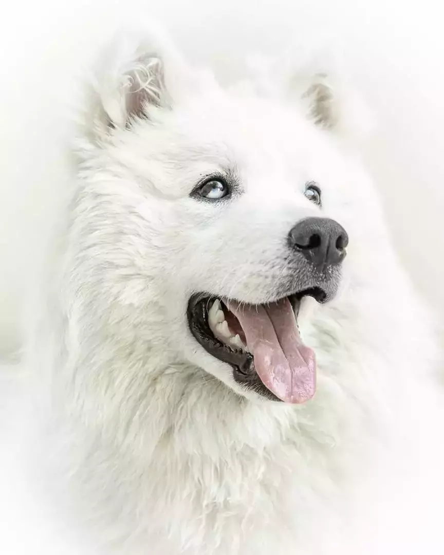 نمونه کار عکاسی حیوانات خانگی توسط عسگری که در تاریخ 1400-02-07 ** سه‌شنبه  **  ساعت 09:52PM بارگذاری شده است.