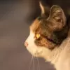 نمونه کار عکاسی حیوانات خانگی توسط فیروزمندی، ثبت شده در 2018-08-04