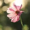 نمونه کار عکاسی مناظر توسط هاشمی، ثبت شده در 2021-10-03