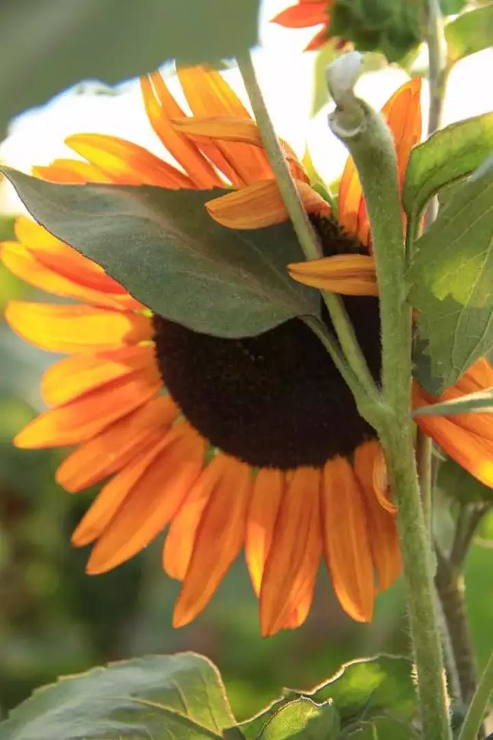 نمونه کار عکاسی محدثه دالائی