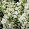 نمونه کار عکاسی مناظر توسط دالائی، ثبت شده در 2021-10-12