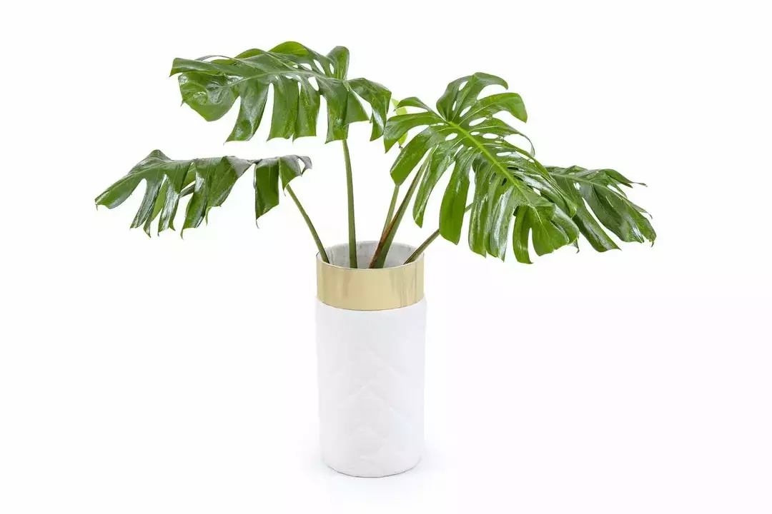نمونه کار عکاسی یاسر زارع