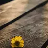 نمونه کار عکاسی مناظر توسط نانی، ثبت شده در 2022-08-10