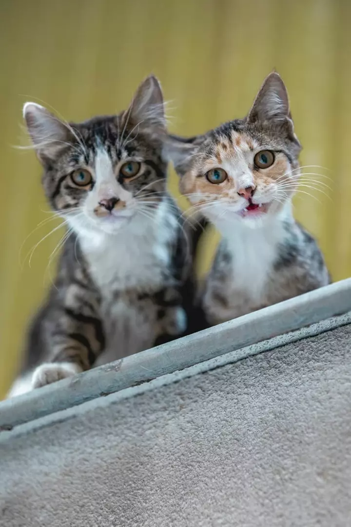 نمونه کار عکاسی غیره توسط عسگری که در تاریخ 1401-06-03 ** پنج‌شنبه  **  ساعت 03:49PM بارگذاری شده است.