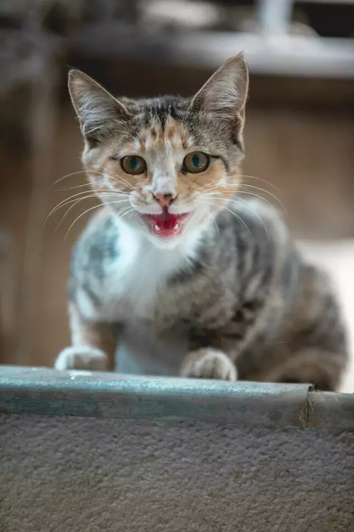 نمونه کار عکاسی غیره توسط عسگری که در تاریخ 1401-06-03 ** پنج‌شنبه  **  ساعت 03:50PM بارگذاری شده است.