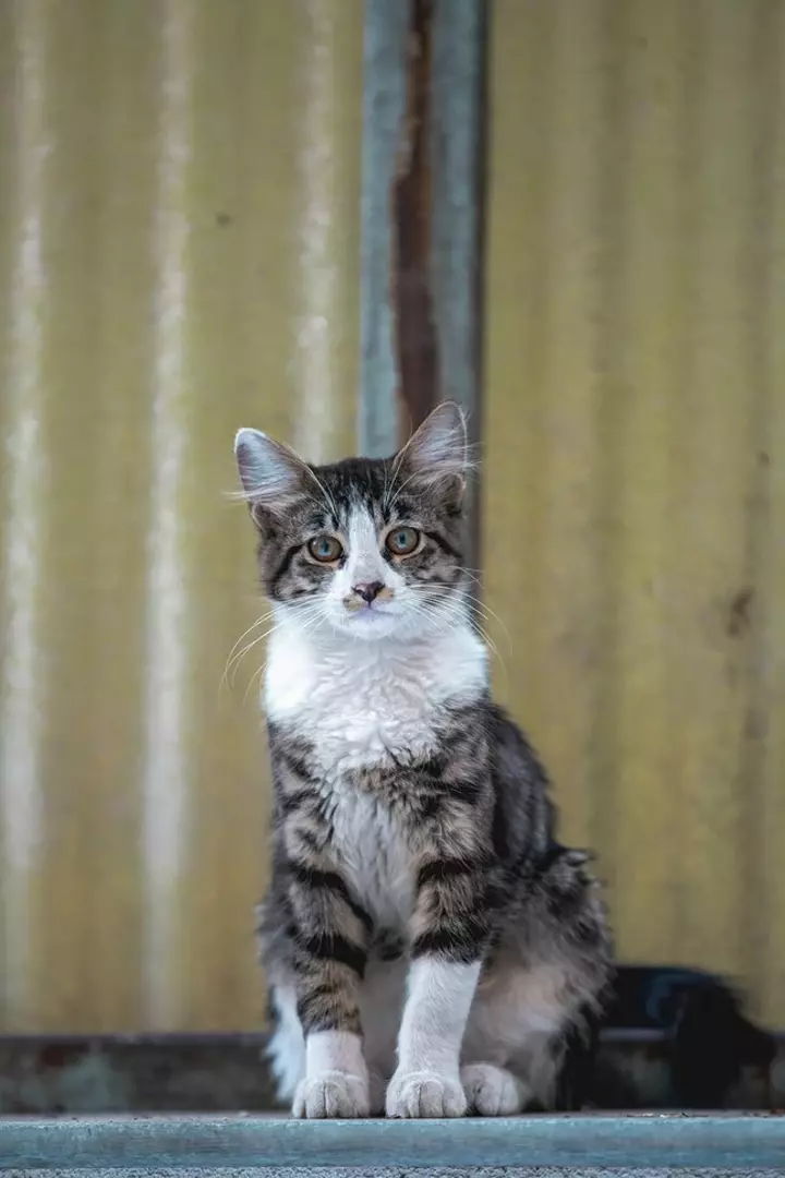 نمونه کار عکاسی غیره توسط عسگری که در تاریخ 1401-06-03 ** پنج‌شنبه  **  ساعت 03:50PM بارگذاری شده است.