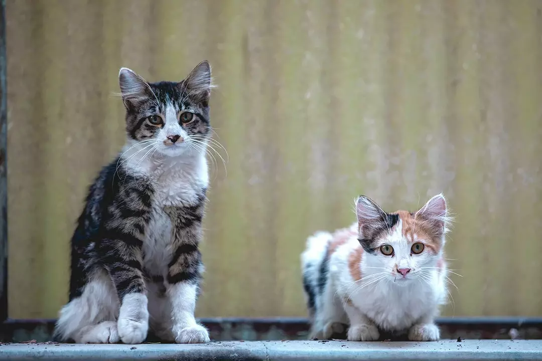 نمونه کار عکاسی غیره توسط عسگری که در تاریخ 1401-06-03 ** پنج‌شنبه  **  ساعت 03:51PM بارگذاری شده است.