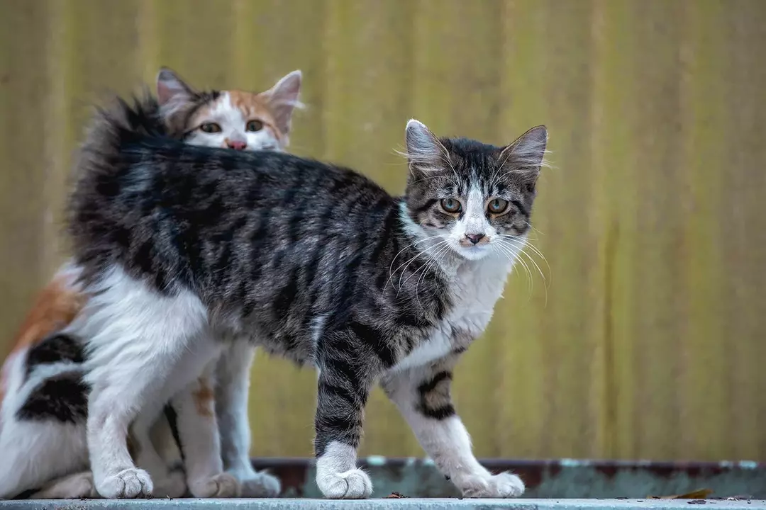 نمونه کار عکاسی غیره توسط عسگری که در تاریخ 1401-06-03 ** پنج‌شنبه  **  ساعت 03:51PM بارگذاری شده است.