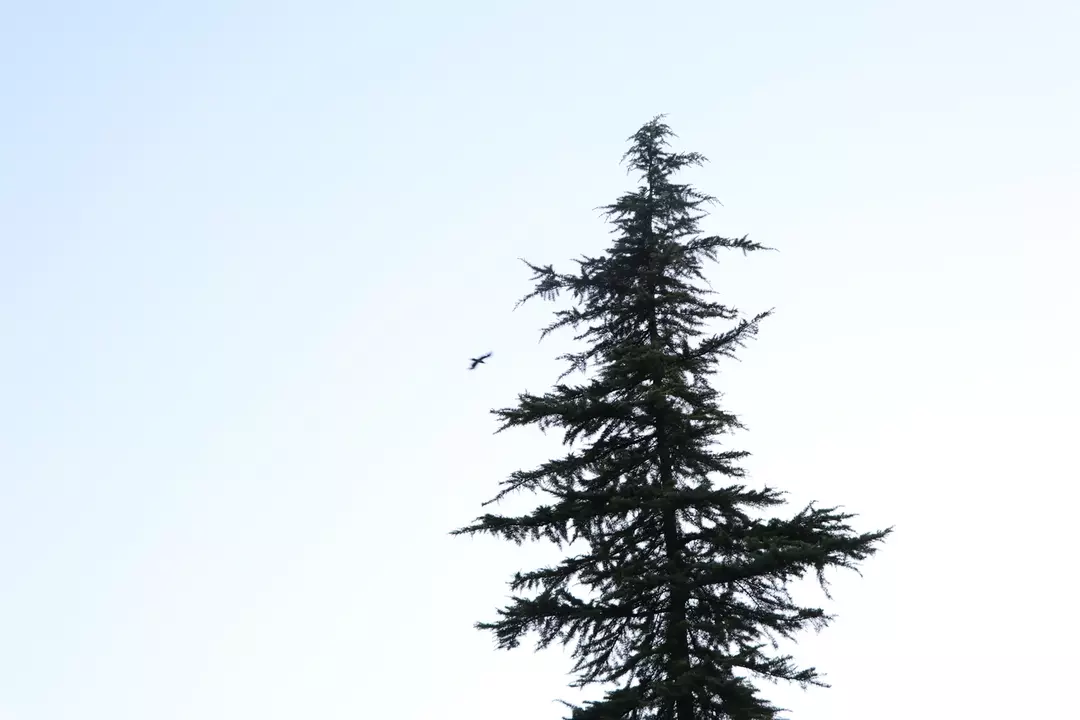 نمونه کار عکاسی پریدخت غیبی