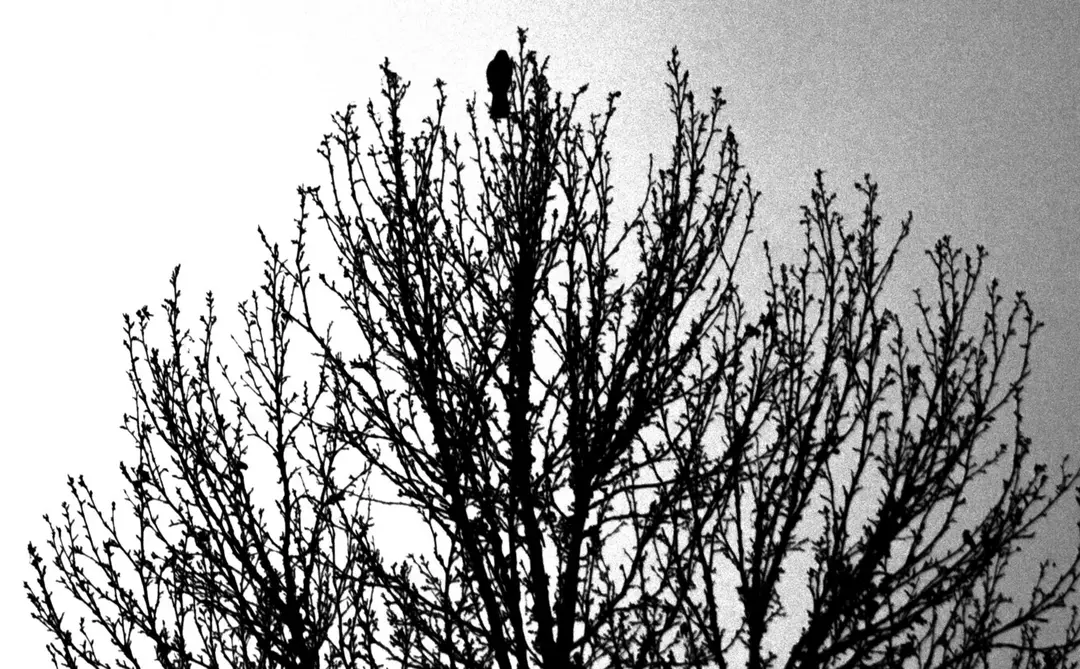 عکاسی مناظر از امید صنوبری