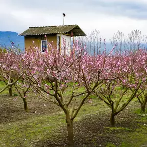 نمونه کار