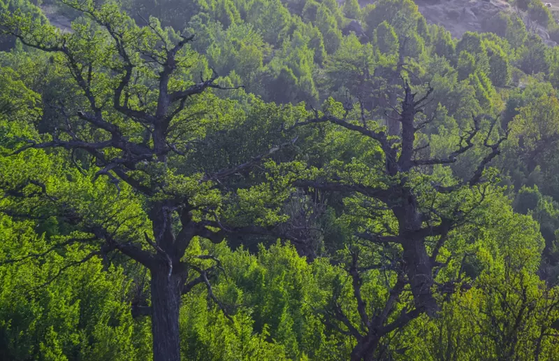 نمونه کار از سیدمحمدجواد  بنی هاشمی