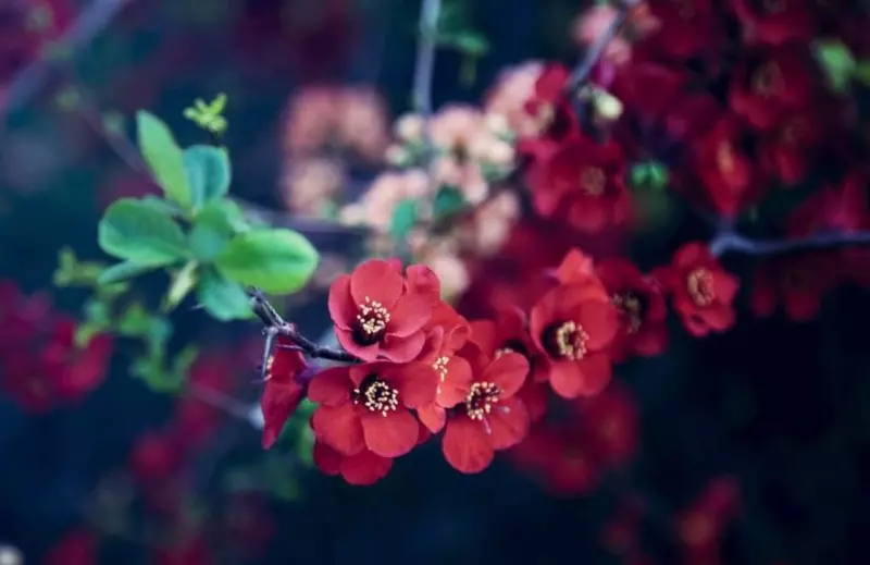 نمونه کار عکاسی زمرد انیسی