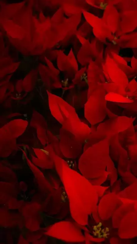 نمونه کار عکاسی حمید‍ عمرانی
