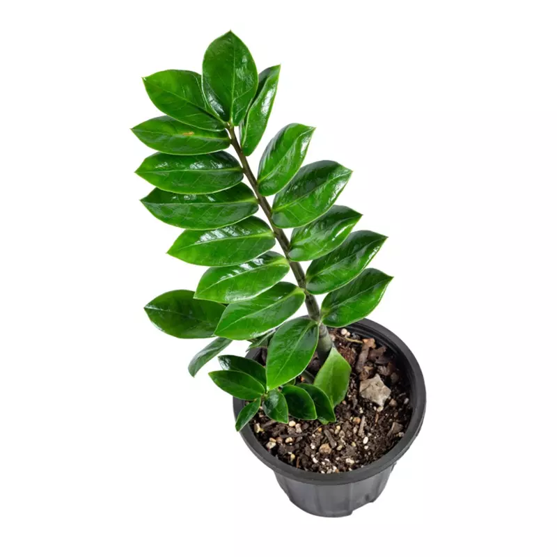 نمونه کار عکاسی صنعتی و زمینه سفید توسط میرالی که در تاریخ 1404-03-01 ** پنج‌شنبه  **  ساعت 05:52PM بارگذاری شده است.