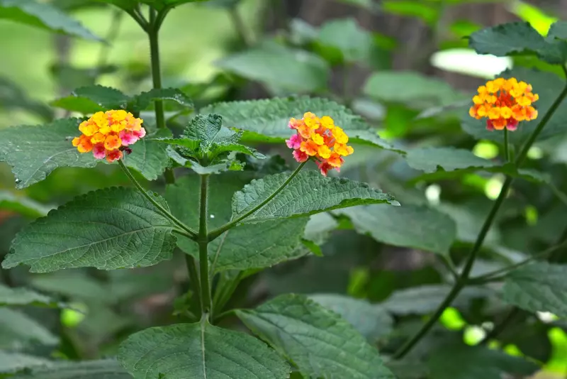 نمونه کار عکاسی بابک اسحاقیان