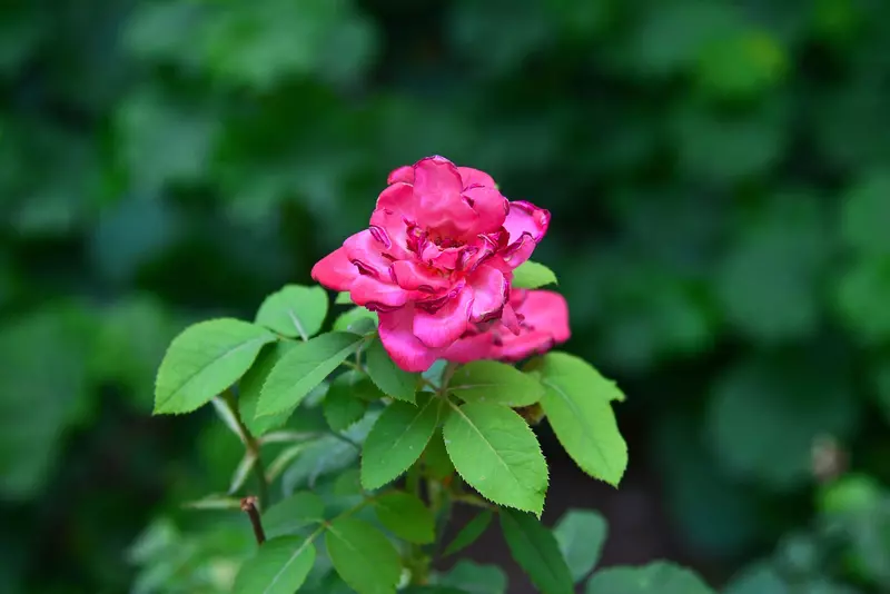 نمونه کار عکاسی بابک اسحاقیان