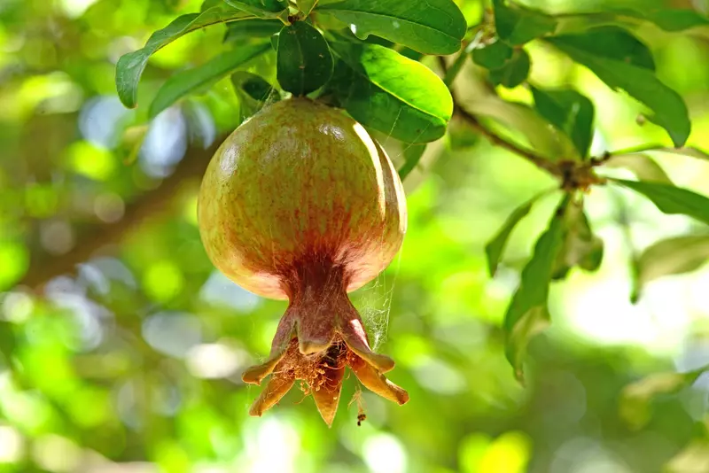 نمونه کار عکاسی بابک اسحاقیان
