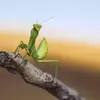 نمونه کار عکاسی غیره توسط نوری، ثبت شده در 2018-03-13