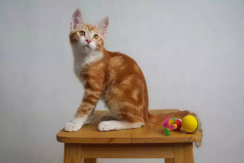 نمونه کار عکاسی هستی نوایی نژاد