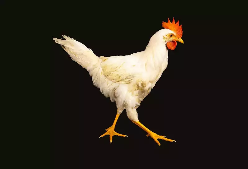 نمونه کار عکاسی زبیده  کلهر