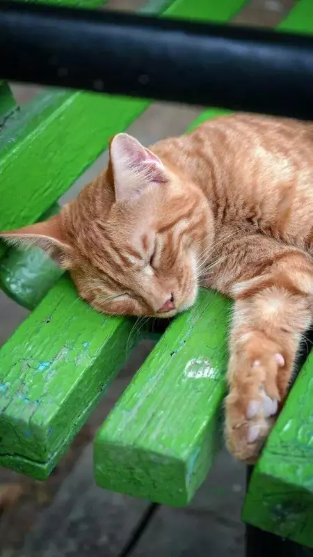 نمونه کار عکاسی غیره توسط پریدار که در تاریخ 1404-08-02 ** جمعه  **  ساعت 03:35PM بارگذاری شده است.