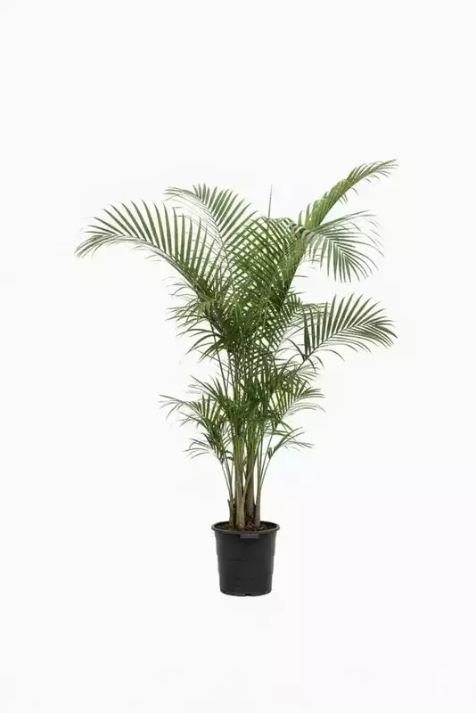 نمونه کار عکاسی مهرو باقری