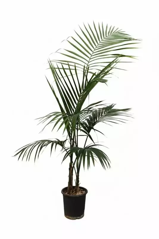 نمونه کار عکاسی مهرو باقری