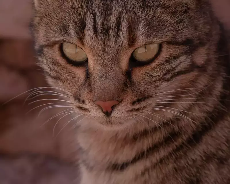 نمونه کار عکاسی الهه زارع