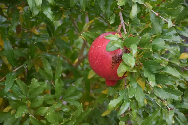 نمونه کار عکاسی الهه جوادی