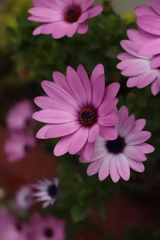 عکاسی غیره از مائده  نوروزی 