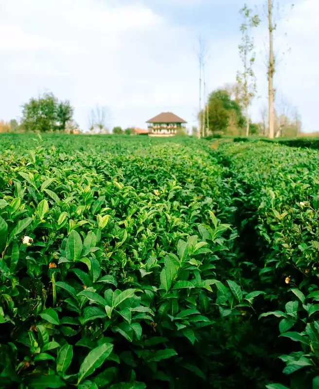 عکاسی مناظر از میعاد خدیوی