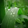 نمونه کار عکاسی غیره توسط ملکی، ثبت شده در 2026-04-08