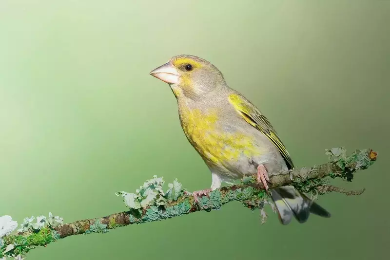 عکاسی حیوانات خانگی از امین ملکی