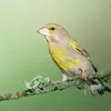 نمونه کار عکاسی حیوانات خانگی توسط ملکی، ثبت شده در 2026-04-08