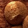 نمونه کار عکاسی تبلیغاتی غذا توسط خره غاني، ثبت شده در 2026-04-12