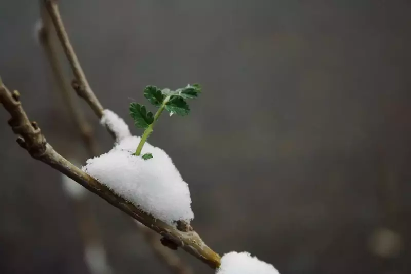 عکاسی غیره از نيما خره غاني