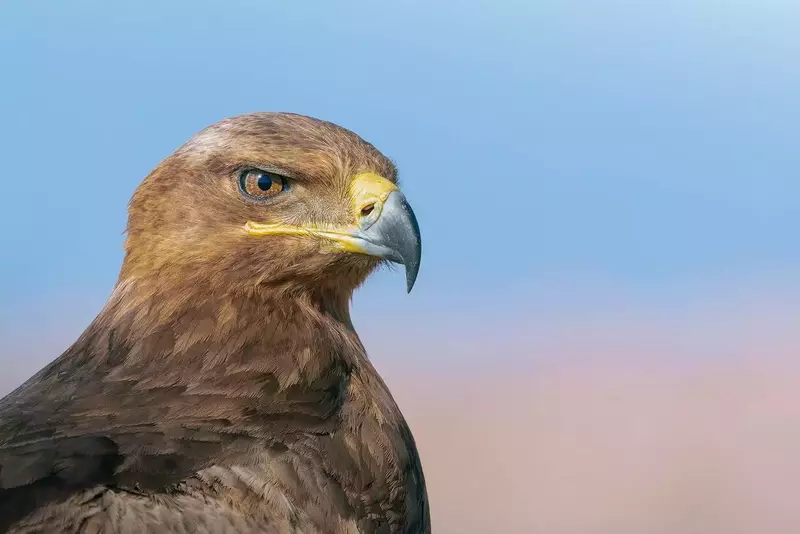 آفیش همکاران آفیش دستیار از امین ملکی