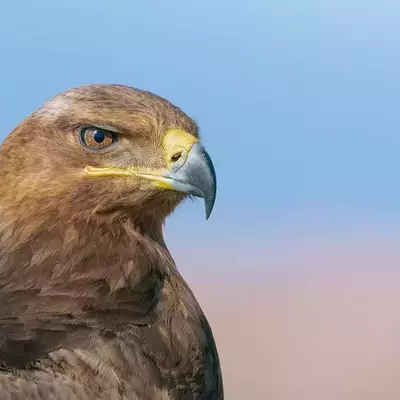 نمونه کار آفیش همکاران آفیش دستیار توسط ملکی 