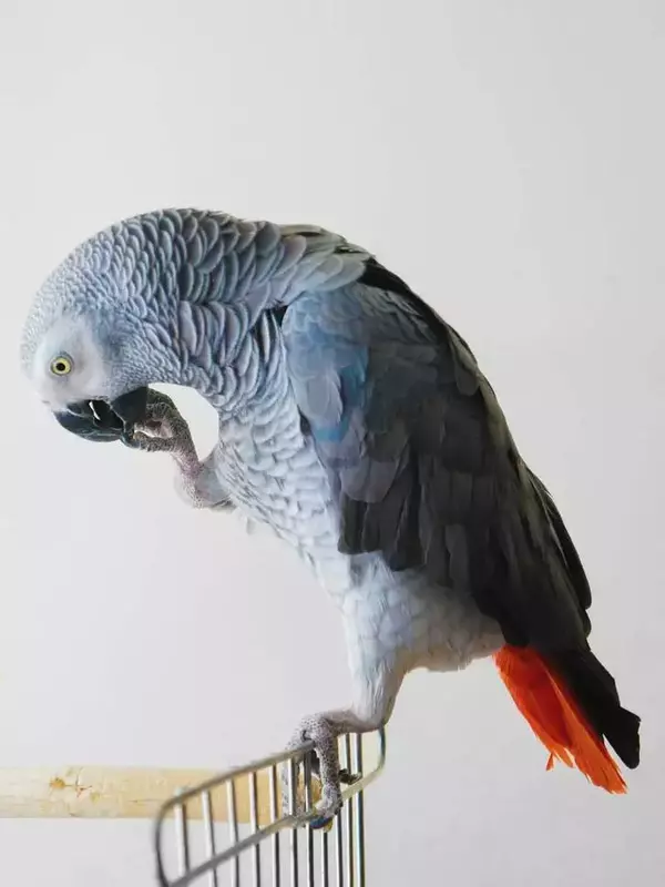 عکاسی حیوانات خانگی از المیرا باطنی