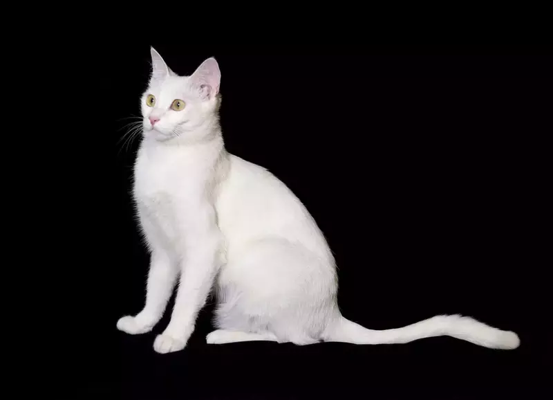 نمونه کار