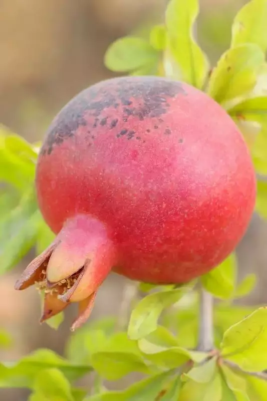 عکاسی مناظر از ریحانه فخاریان