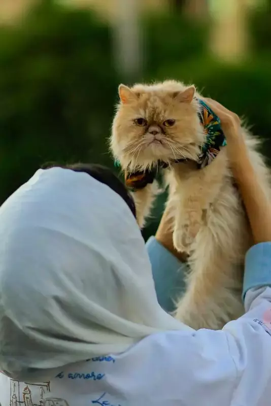 نمونه کار از سیدمحمدامین سیدپاک