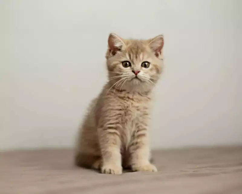 عکاسی حیوانات خانگی از مهسا رضایی پور