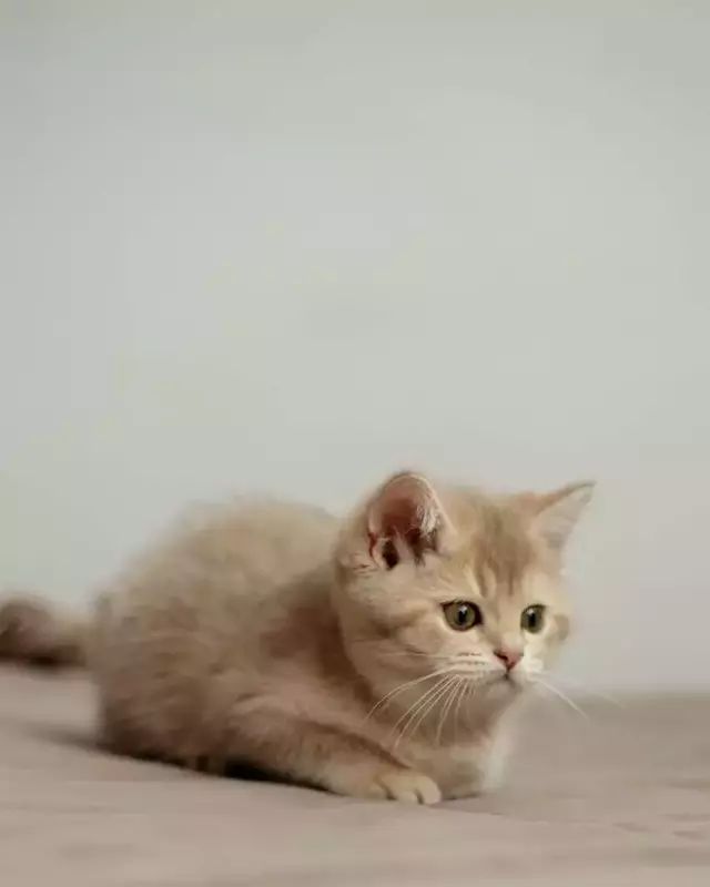 عکاسی حیوانات خانگی از مهسا رضایی پور